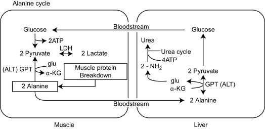 Alanine Metabolism Overview