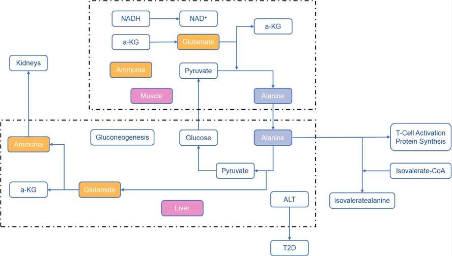 Alanine in the Glucose-Alanine Cycle