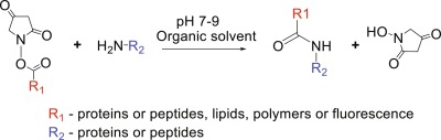 The N-hydroxysuccinimide (NHS) ester bioconjugation reaction