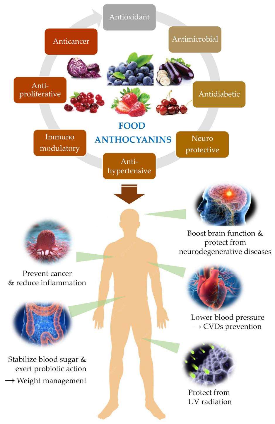 Overview of major human protective effects associated to ACNs consumption reported in the literature