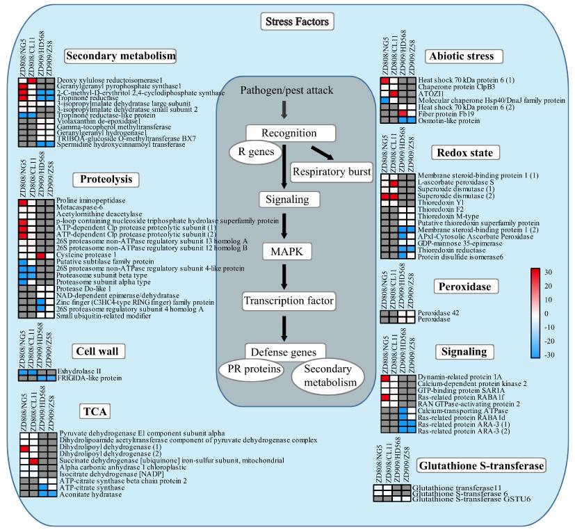 Enhanced Stress-Related Pathways in ZD808