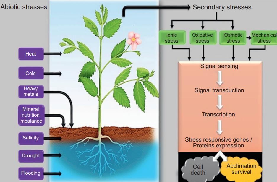 Plant responses to abiotic stresses