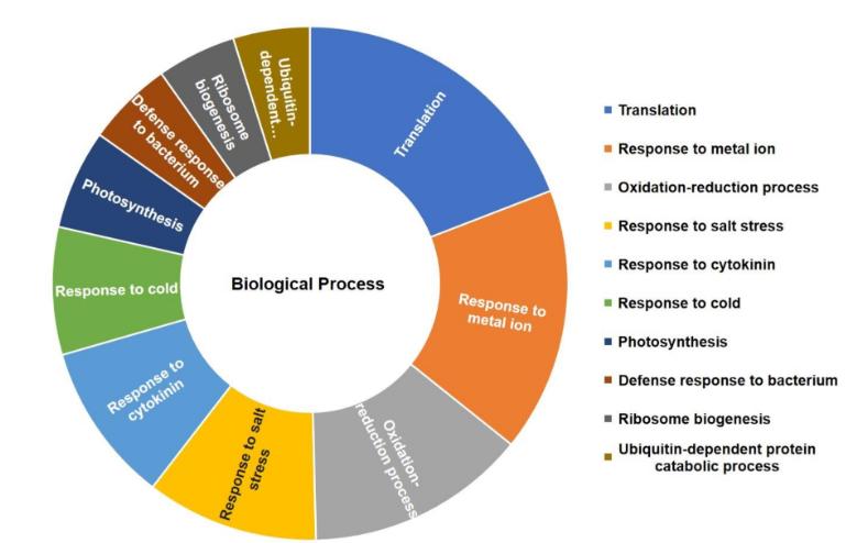 Figure 3: GO annotations of all identified proteins in different treatment groups of rapeseed