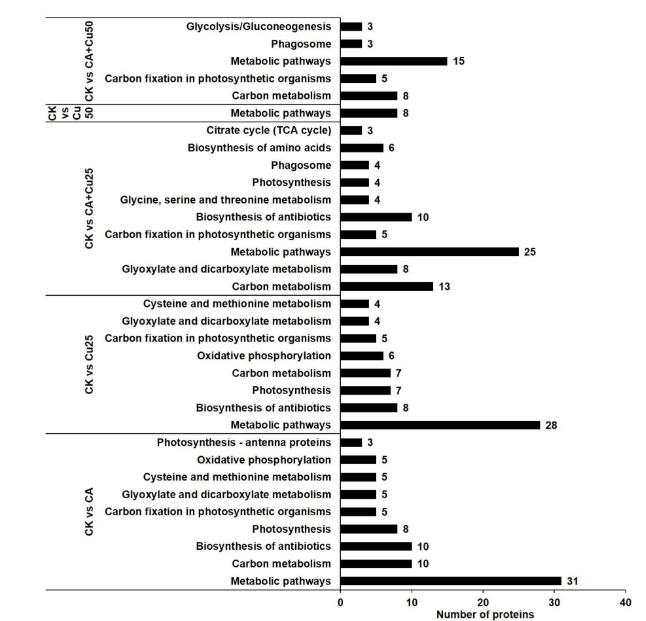 Figure 4. KEGG metabolic pathway analysis of differentially abundant proteins (daps) in different treatment groups of rapeseed