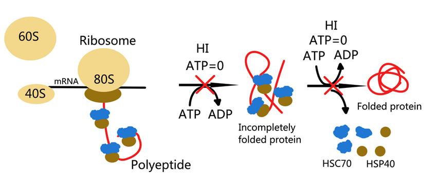 The relationship between protein synthesis, ATP and molecular chaperones