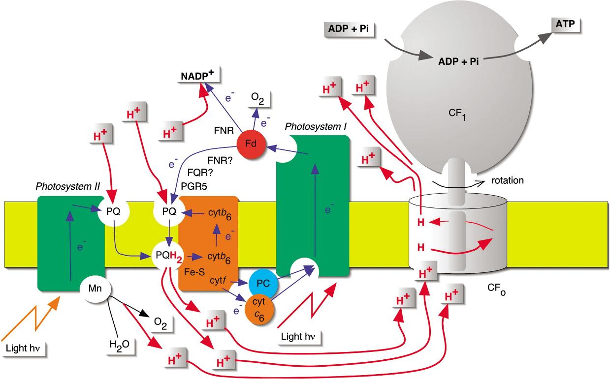 ATP in Plants: Roles in Photosynthesis and Energy Production