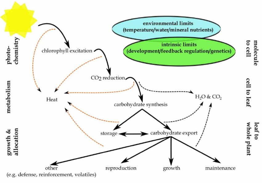 A simplified energy flow diagram for pondering plant productivity possibilities