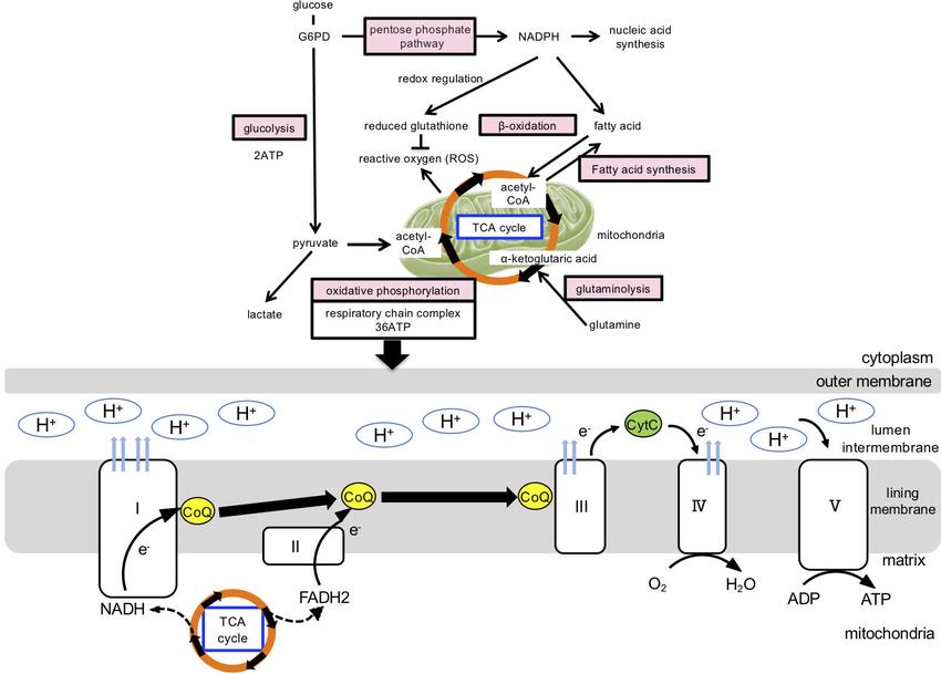 Cellular metabolic pathway and mitochondrial ATP production