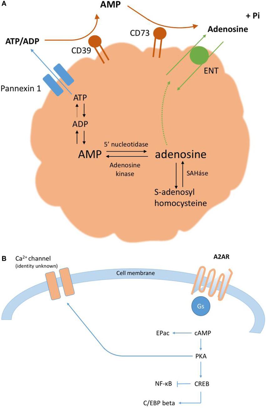 Adenosine accumulates outside the cell through ATP breakdown, activating the A2A receptor signaling via the adenylate cyclase-cAMP-PKA pathway.