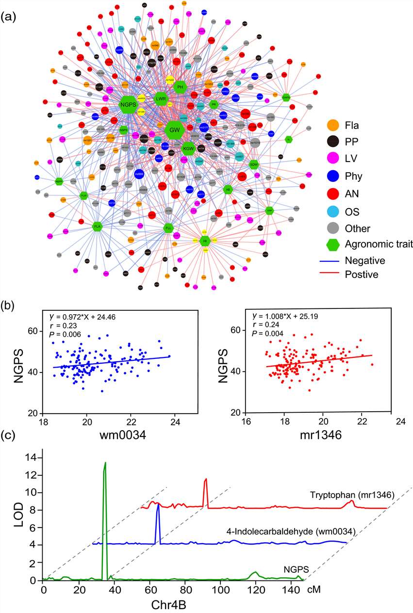 Metabolite-Agronomic Trait Association Network and Candidate Genes Related to Spikelet Number