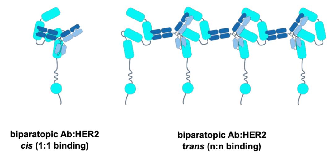 Figure 3: Biacore Validation of the Binding Mode between Pertuzumab and HER2