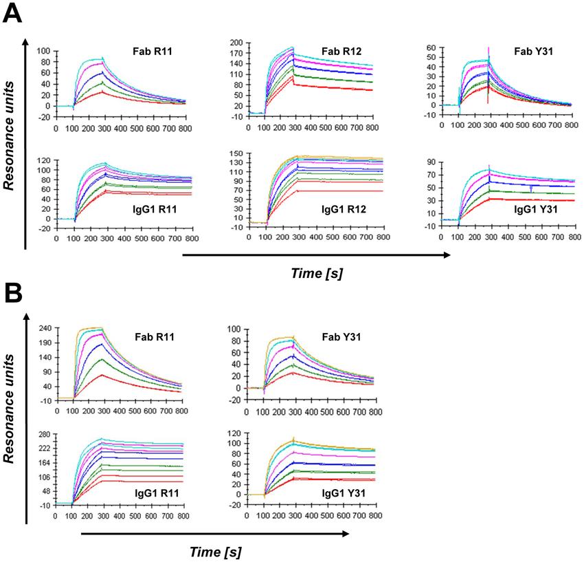 Biacore SPR for Antibody Affinity Measurement