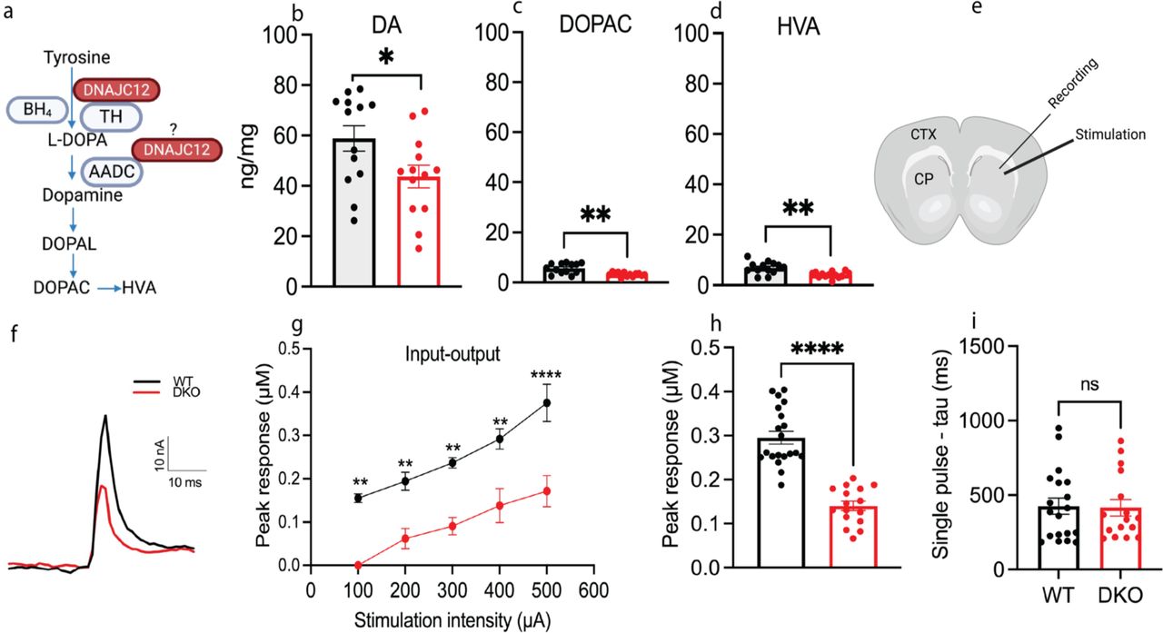 ar graphs showing decreased striatal DA, DOPAC, and HVA levels, along with reduced peak amplitude of DA release and stable reuptake kinetics in 3-month-old DKO mice compared to WT.