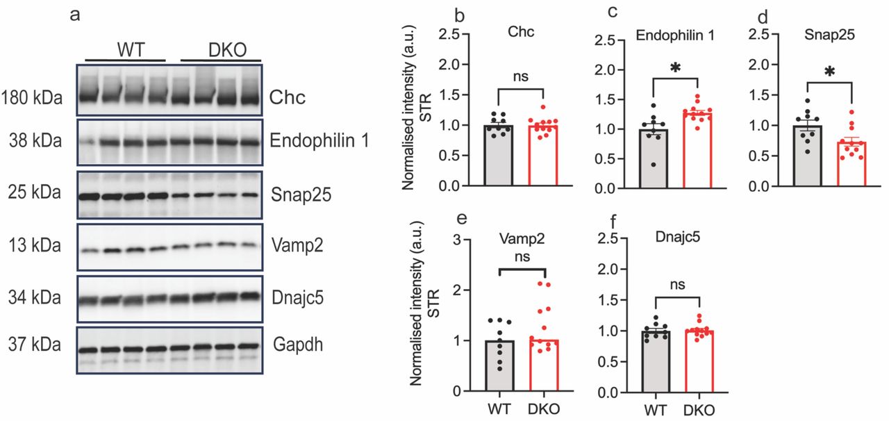 Bar graphs depicting reduced Snap25 and increased endophilin 1A expression in the striatum of 3-month-old DKO mice compared to WT.