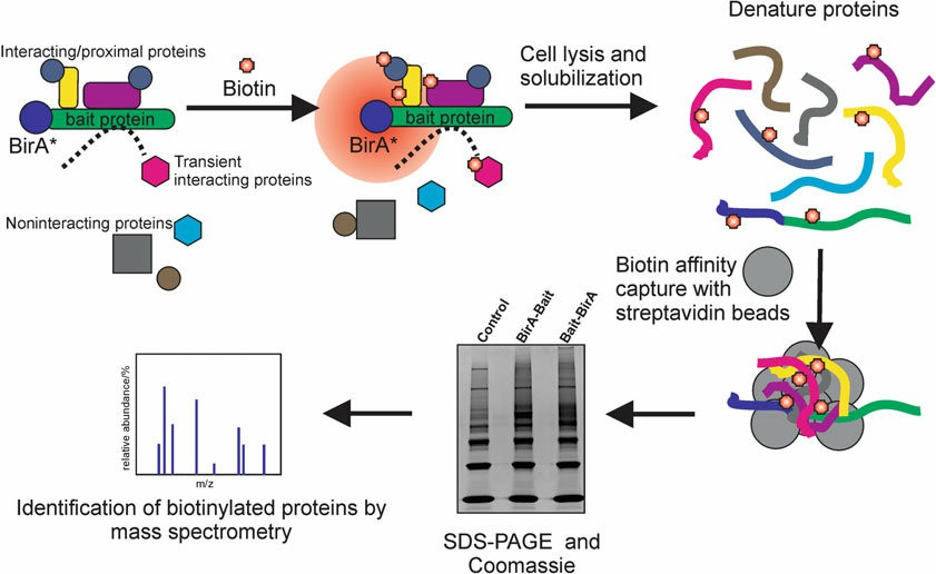 Mujeeb R. Cheerathodi et al,. BioID Combined with Mass Spectrometry to Study Herpesvirus Protein–Protein Interaction Networks
