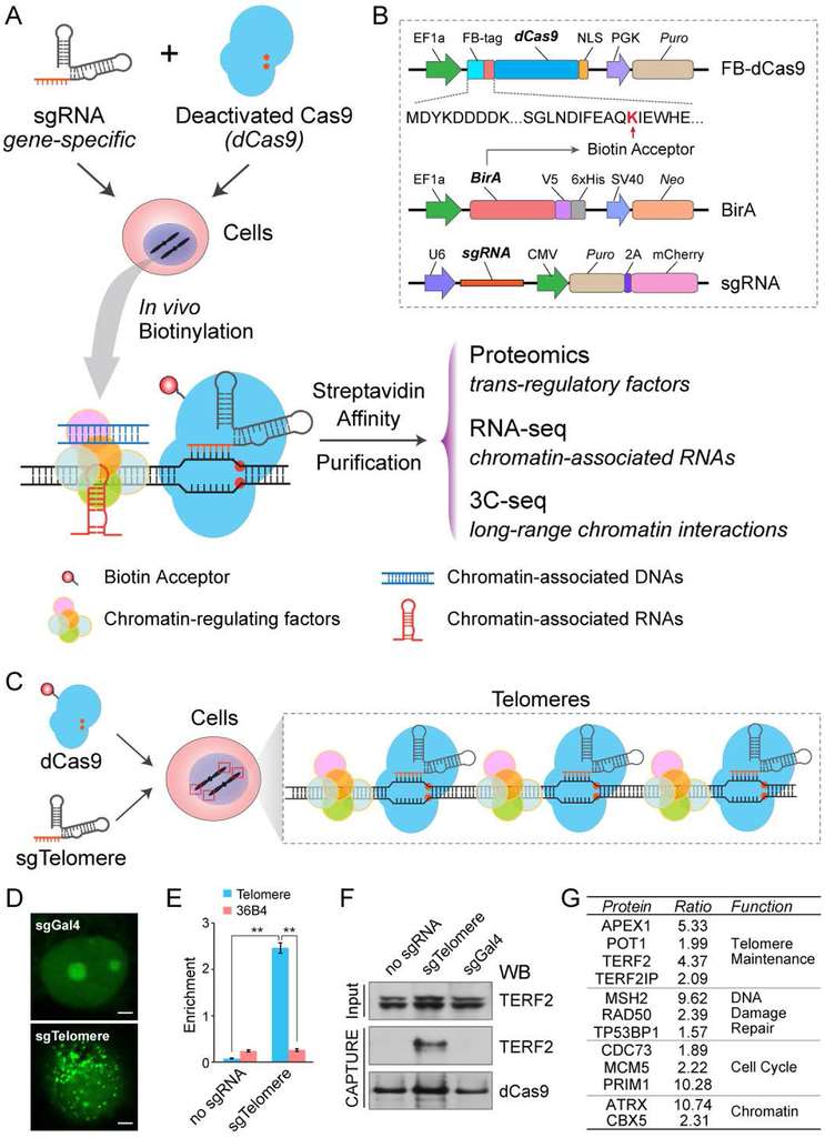 In Situ Capture of Chromatin Interactions by Biotinylated dCas9