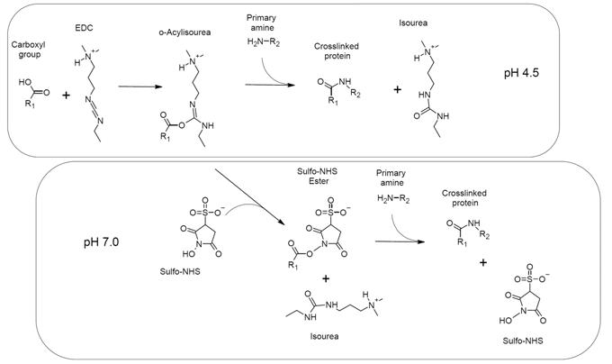 Carbodiimide crosslinking can be performed with or without NHS/Sulfo-NHS