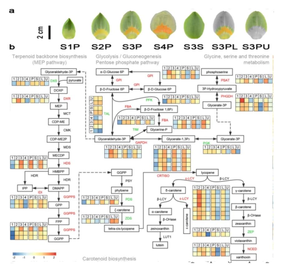 Gene Regulation in Petal Development