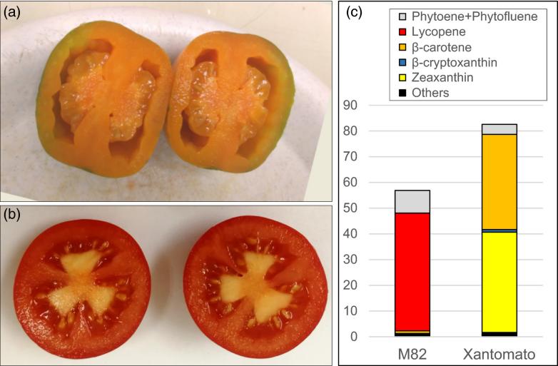 Composition of Carotenoids (μg/g, FW) in Xantomato (a) and Control Group M82 (b)