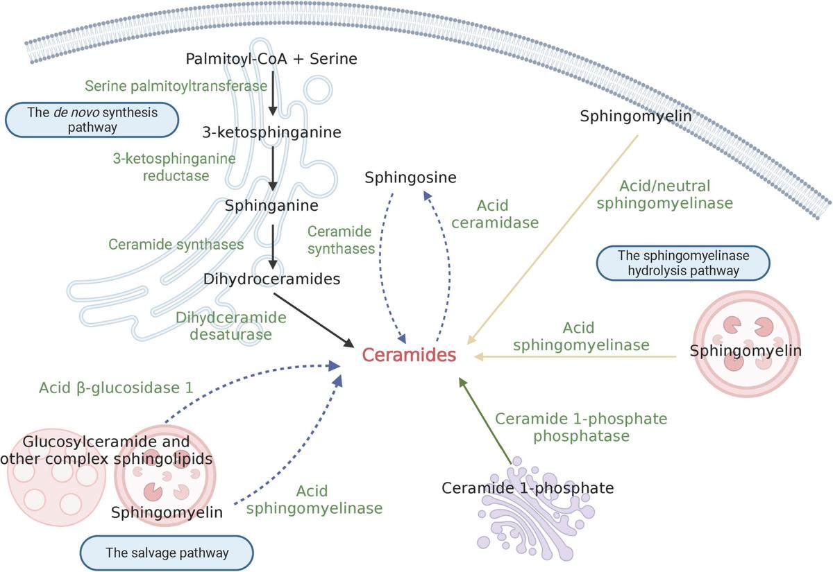 Schematic depiction of ceramide biosynthesis.