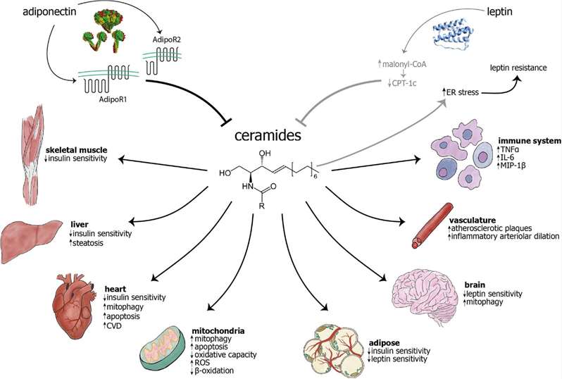 The adipokines adiponectin and leptin have largely inhibitory effects on ceramide levels, while ceramides are known to cause myriad effects in cellular components, different cell types, and organs.