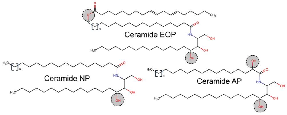 Ceramide NP: What It Is and Why It Matters