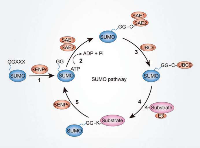 Characterization of Protein SUMOylation