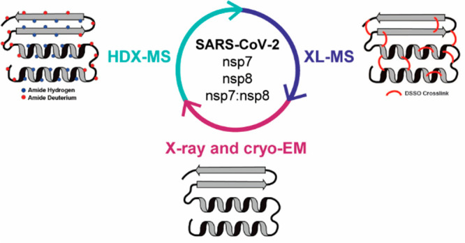 Chemical Cross-linking Mass Spectrometry (CX-MS) Service