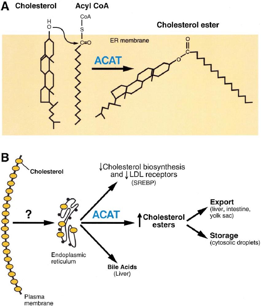 Cholesterol Ester: Synthesis, Metabolism, Cellular Functions, and Therapeutic Implications