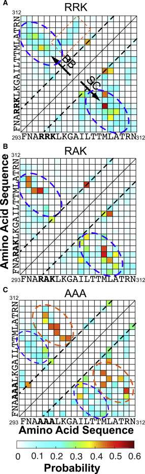 Bar graphs showing secondary structure fractions for RRK, RAK, and AAA peptides at different temperatures.