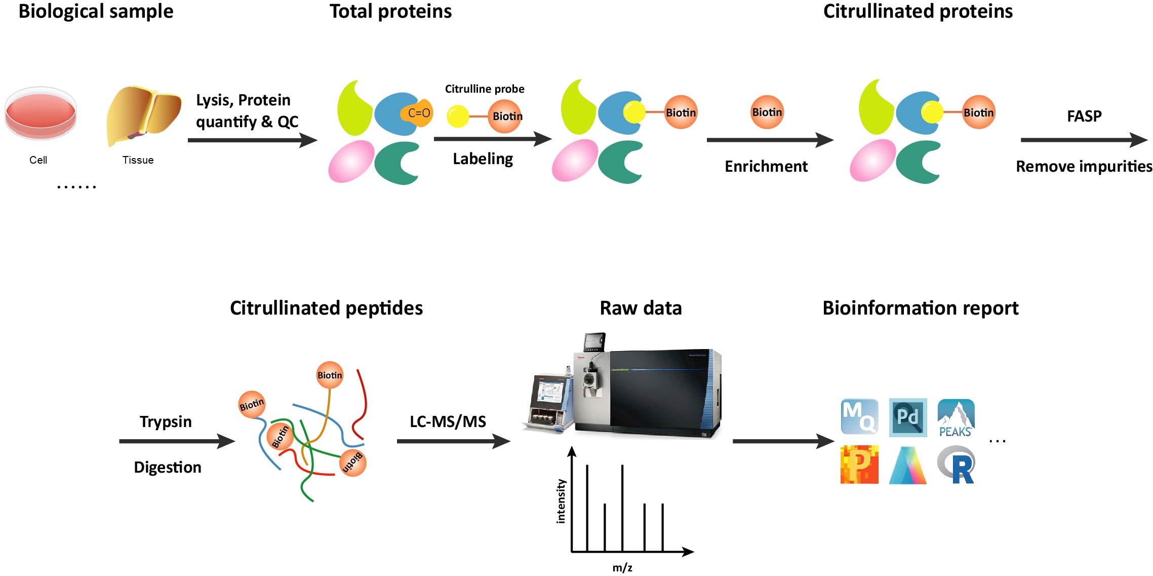 Workflow of Citrullination Analysis