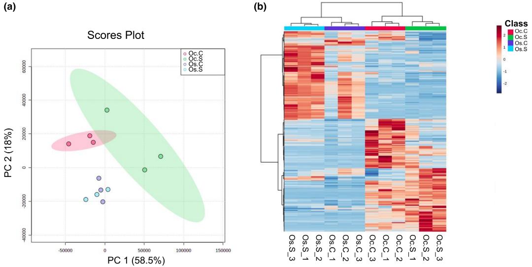 (a) PCA score plot of Oryza sativa and Oryza coarctata metabolites, showing clear separation between control and salt stress samples. (b) Hierarchical clustering heatmap of the top 500 metabolites in Oryza sativa and Oryza coarctata, highlighting differences between control and salt stress conditions.