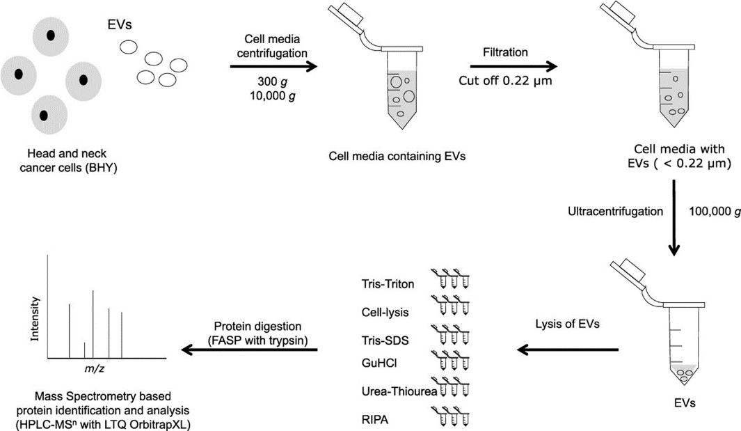 Comprehensive Guide to Cell Lysis and Protein Extraction Method