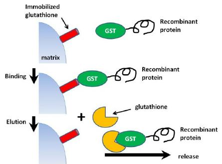 GST- tagged protein immobilization