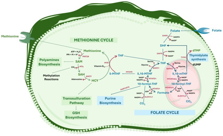 Folate-mediated one-carbon metabolism.