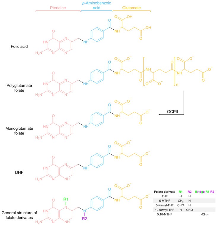 Chemical structures of folic acid, folateand various folate derivatives.