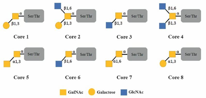 Core Structures of O-Glycans: Key Enzymes and Biosynthesis Pathways