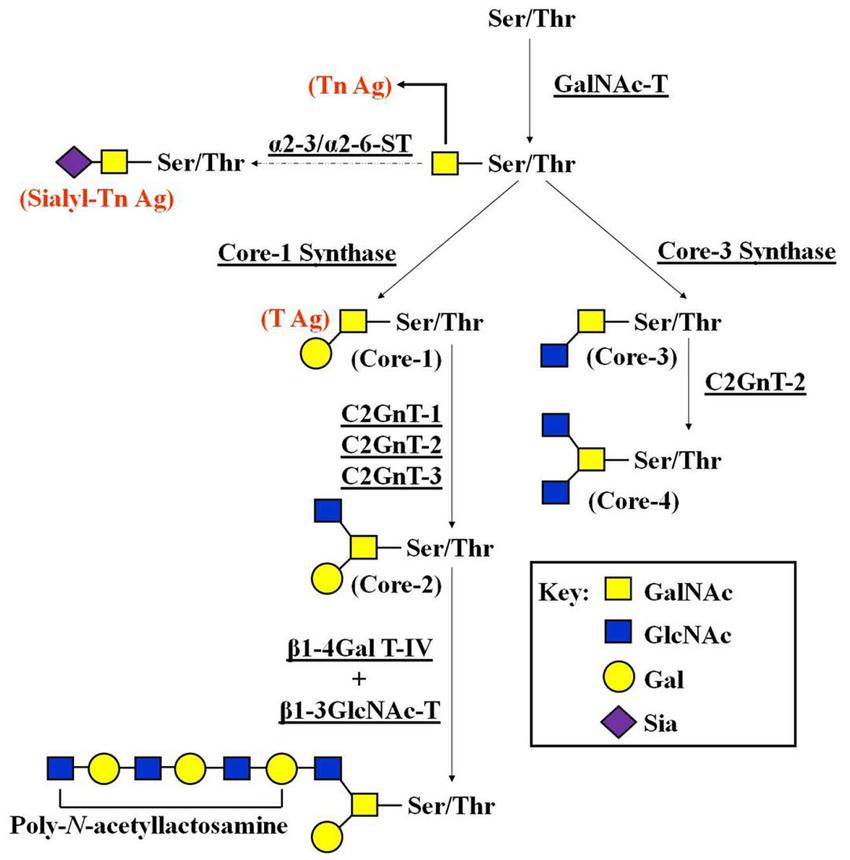 Pathways of O-glycan biosynthesis