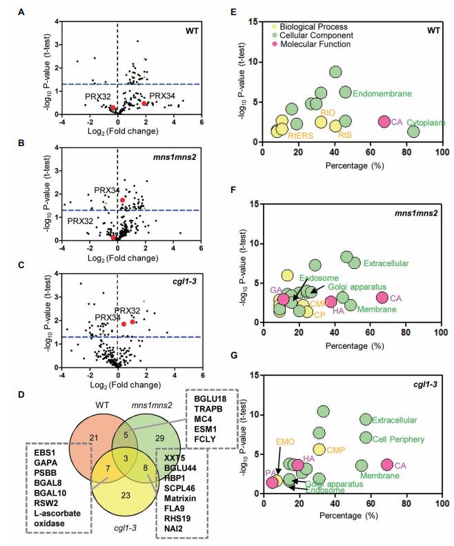 Figure 2. GO Annotation of Differentially Abundant Glycoproteins under Salt Stress