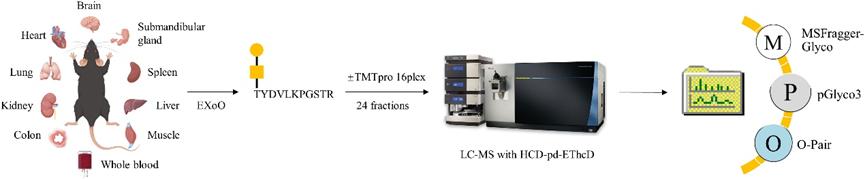 Decoding Tissue-Specific O-Glycoprotein Regulation: Insights from Mouse Glycoproteomics and Proteomics