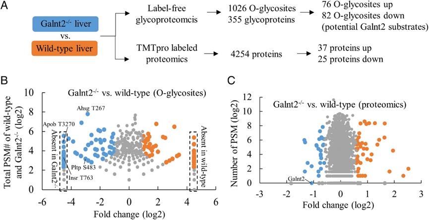 Decoding Tissue-Specific O-Glycoprotein Regulation: Insights from Mouse Glycoproteomics and Proteomics