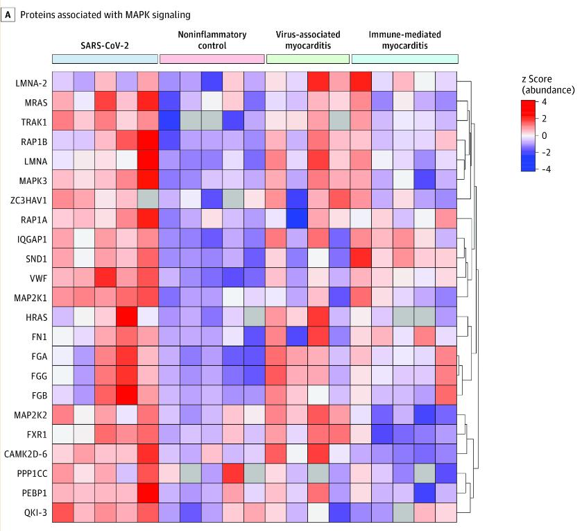 Clustered Heatmap of MAPK Pathway-Associated Proteins