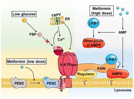 Figure 3. AMPK activation signaling pathways based on metformin-PEN2-ATP6AP1 and other pathways.