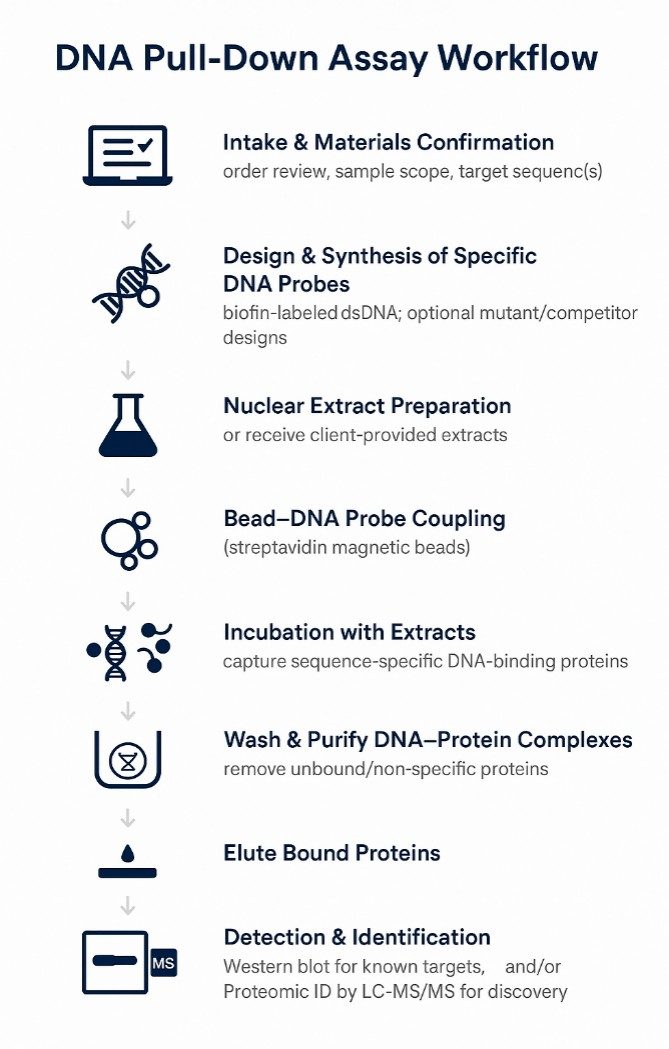DNA Pull-Down Workflow