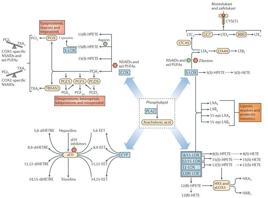 Therapeutics targeting eicosanoid pathways