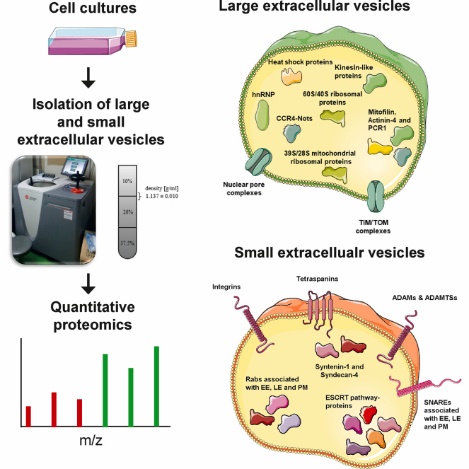 Figure 1. Workflow of quantitative proteomics of large and small extracellular vesicles.