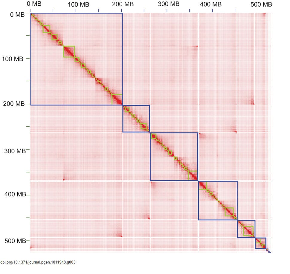Hi-C contact matrix heatmap showing interaction blocks across chromosomes