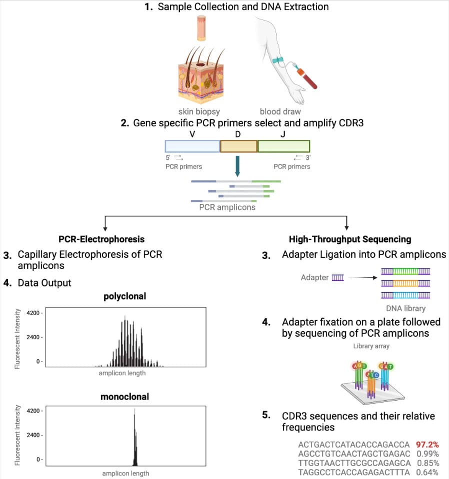 Workflow diagram comparing PCR-capillary electrophoresis versus high-throughput TCR sequencing