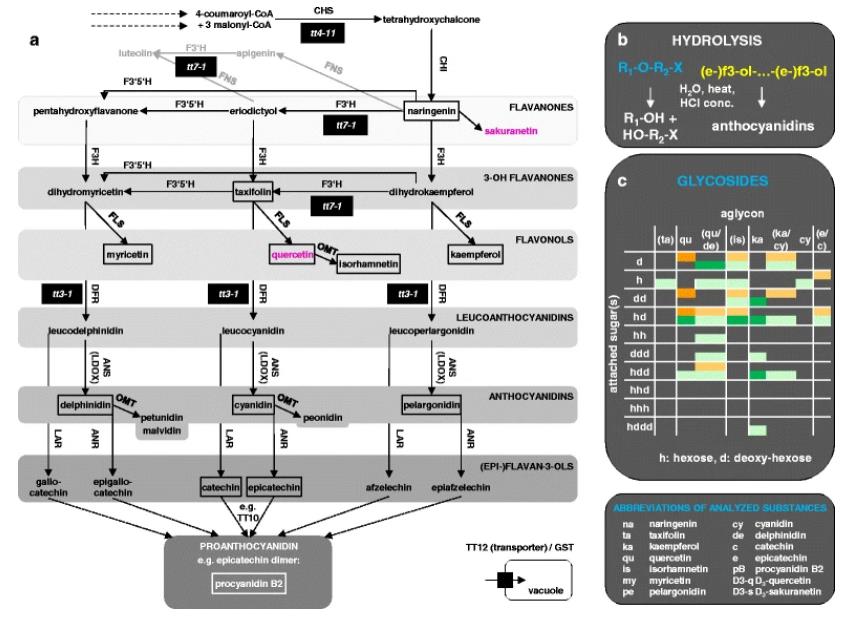 Flavonoid biosynthesis pathway and the concept of hydrolysis to reduce complexity of extracts.