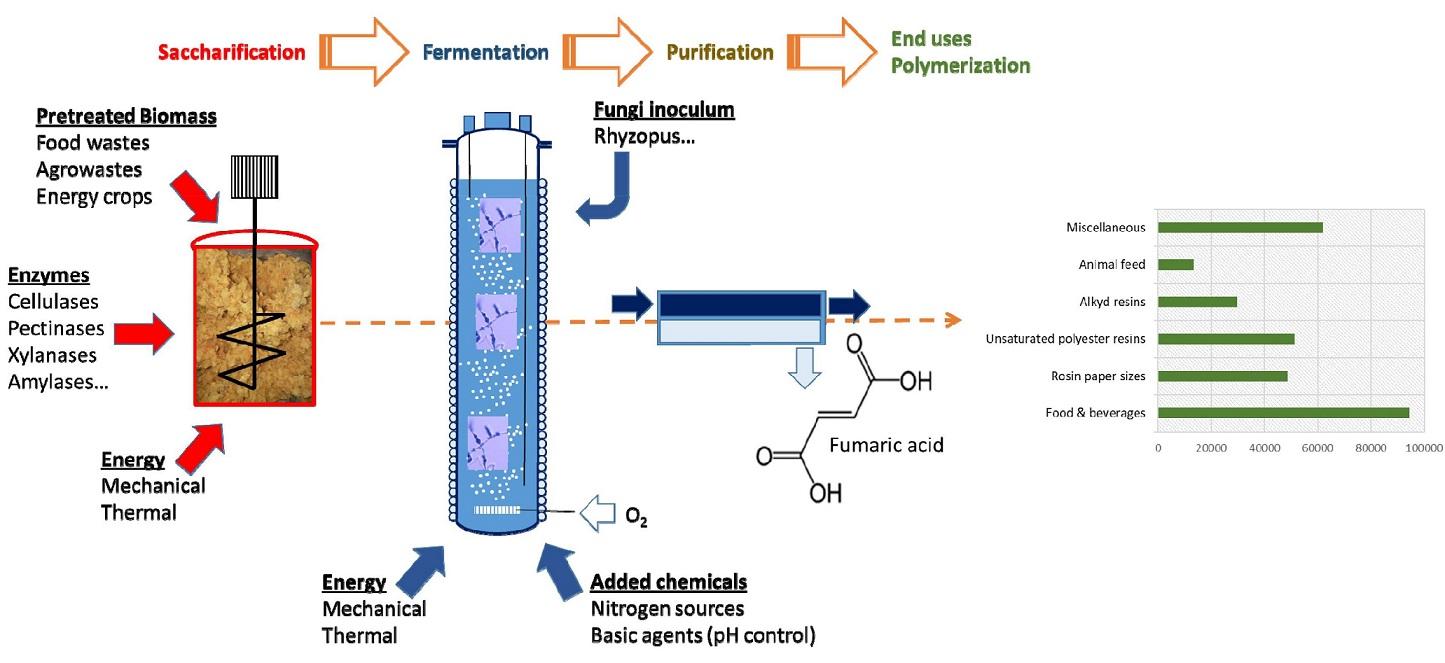 Fumaric Acid Production